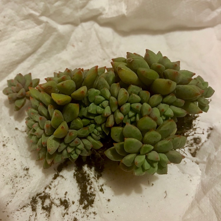 plant image 771668 plant image 771668