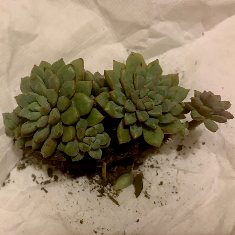 plant image 771672 plant image 771672