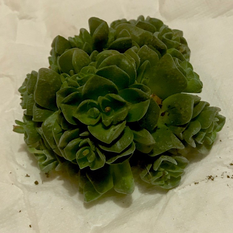plant image 771703 plant image 771703