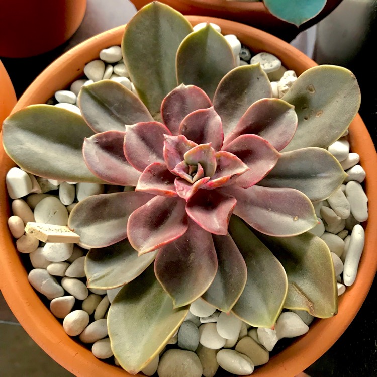 plant image 771708