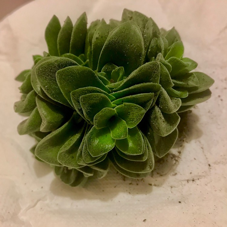 plant image 772439