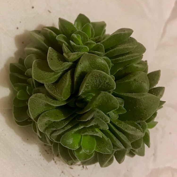 plant image 772446