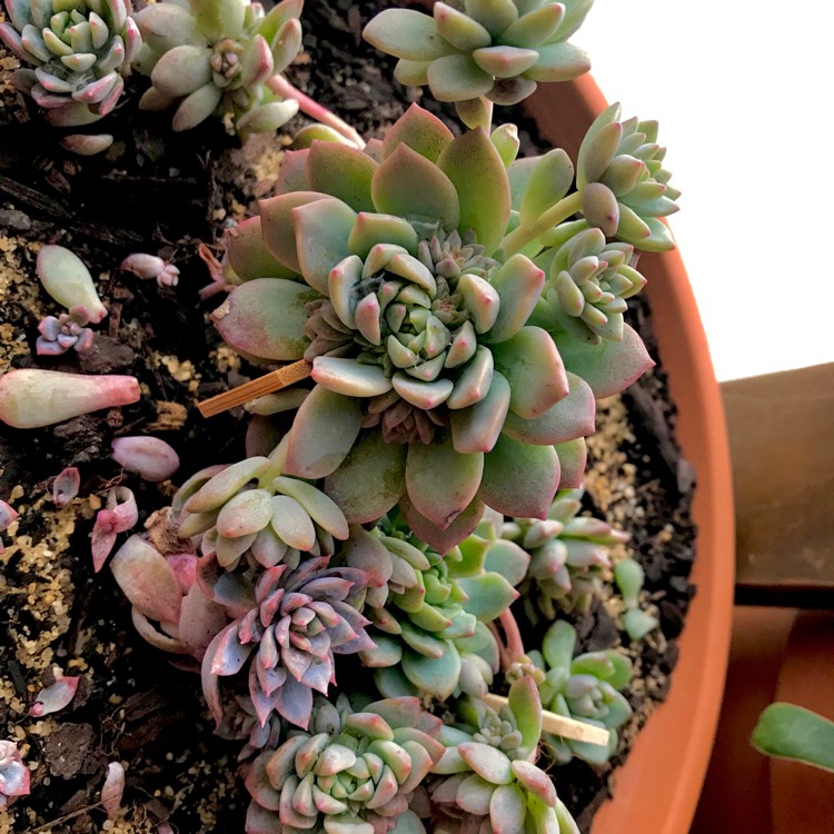 plant image 772455 plant image 772455