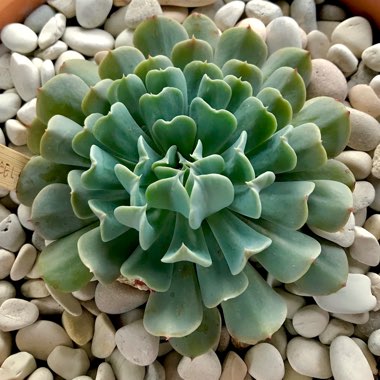 Echeveria Pinwheel Revolution