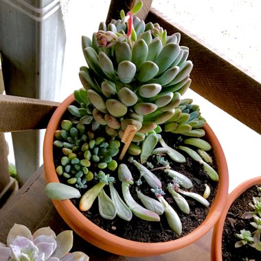 x Pachyveria Clavifolia