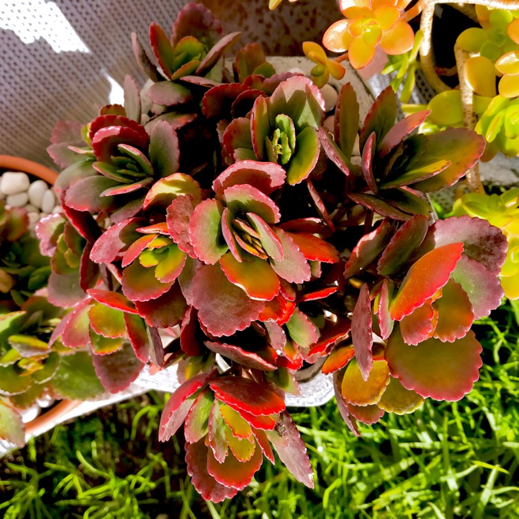 plant image 773719 plant image 773719
