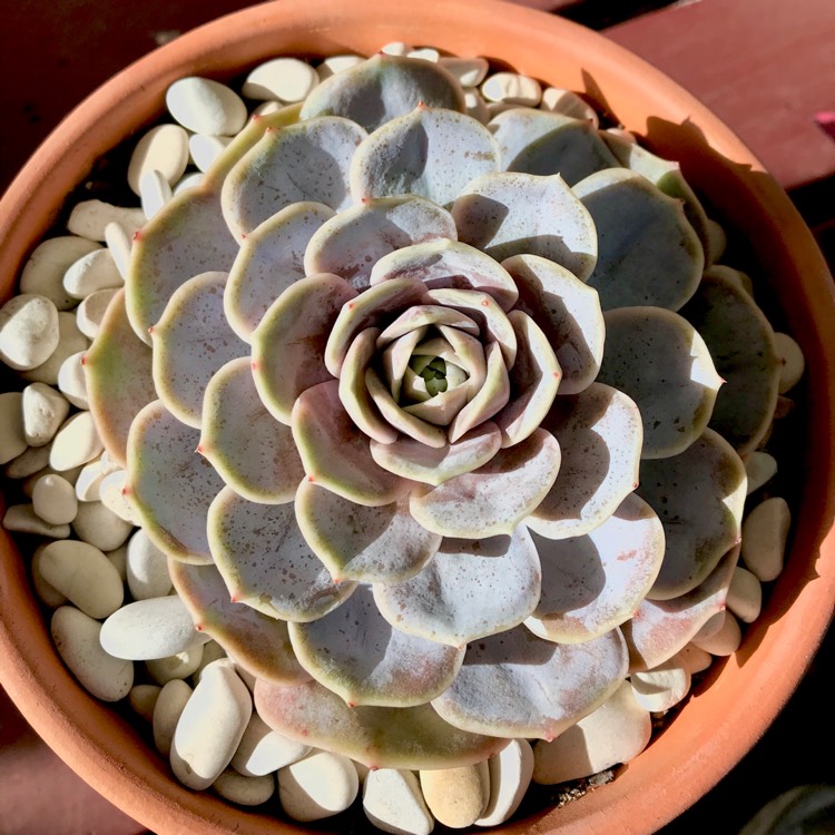 plant image 774261 plant image 774261
