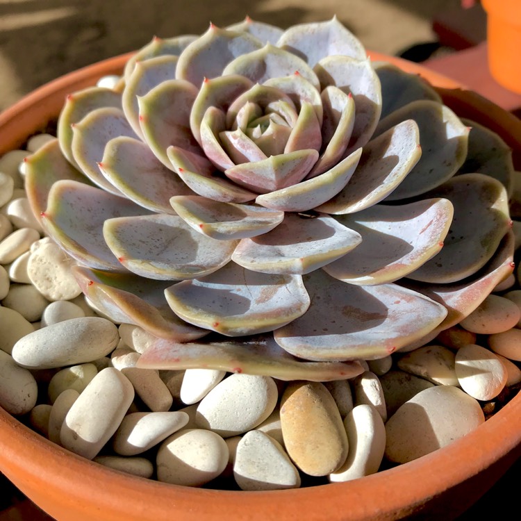 plant image 774266 plant image 774266