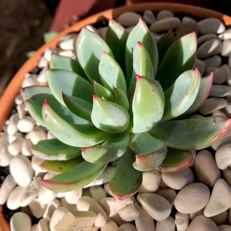 plant image 774273 plant image 774273