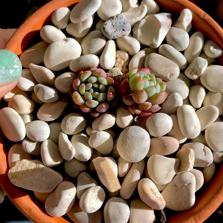 plant image 774301 plant image 774301