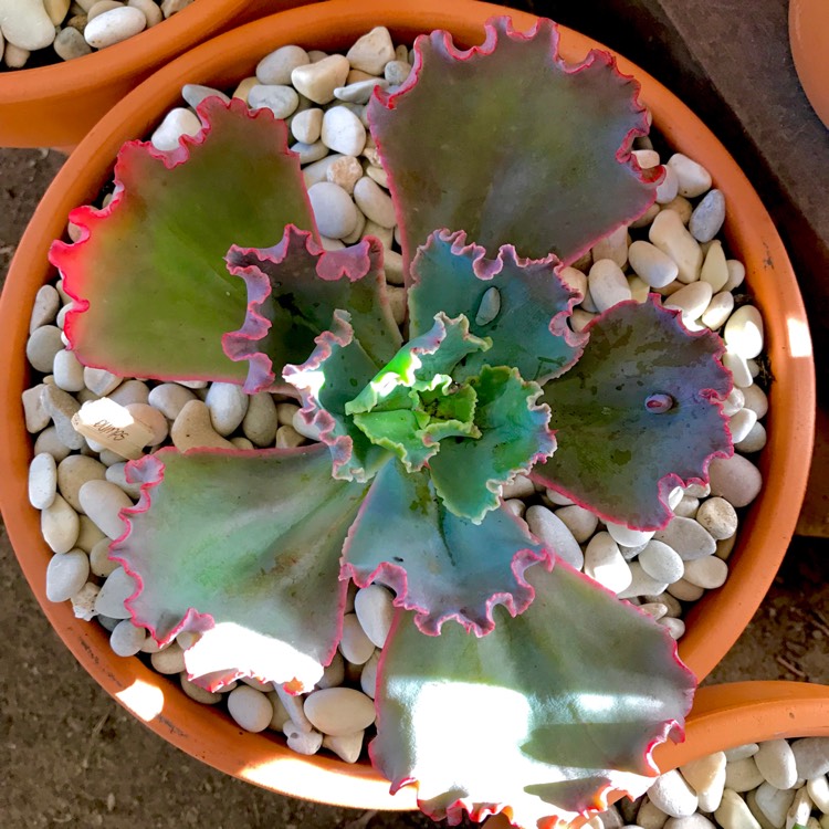 plant image 775461 plant image 775461