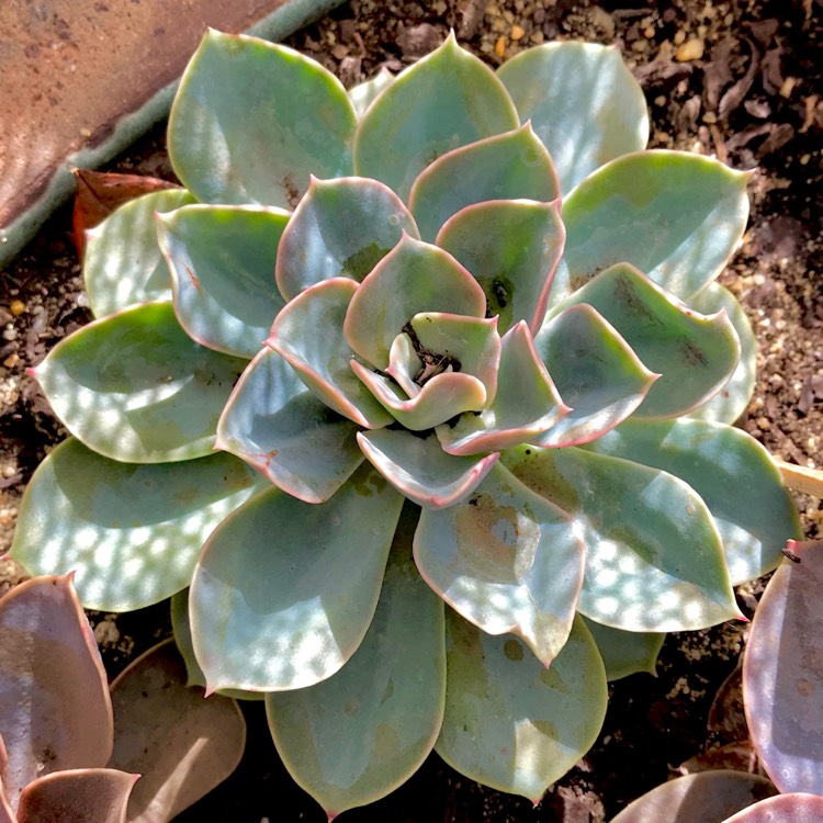 plant image 775465 plant image 775465
