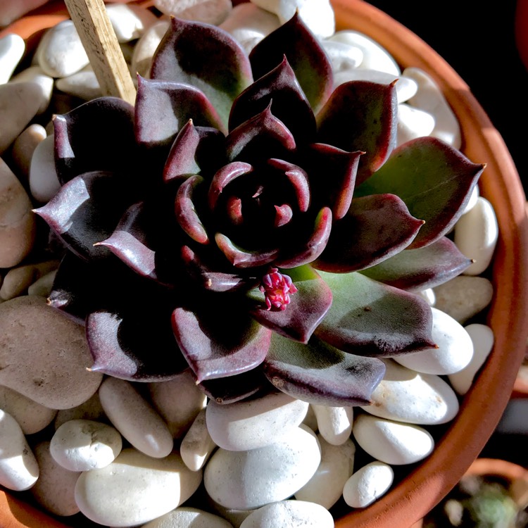 plant image 775475