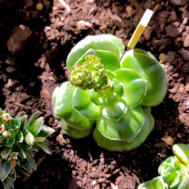 plant image 775509 plant image 775509