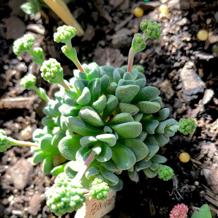 plant image 775554 plant image 775554