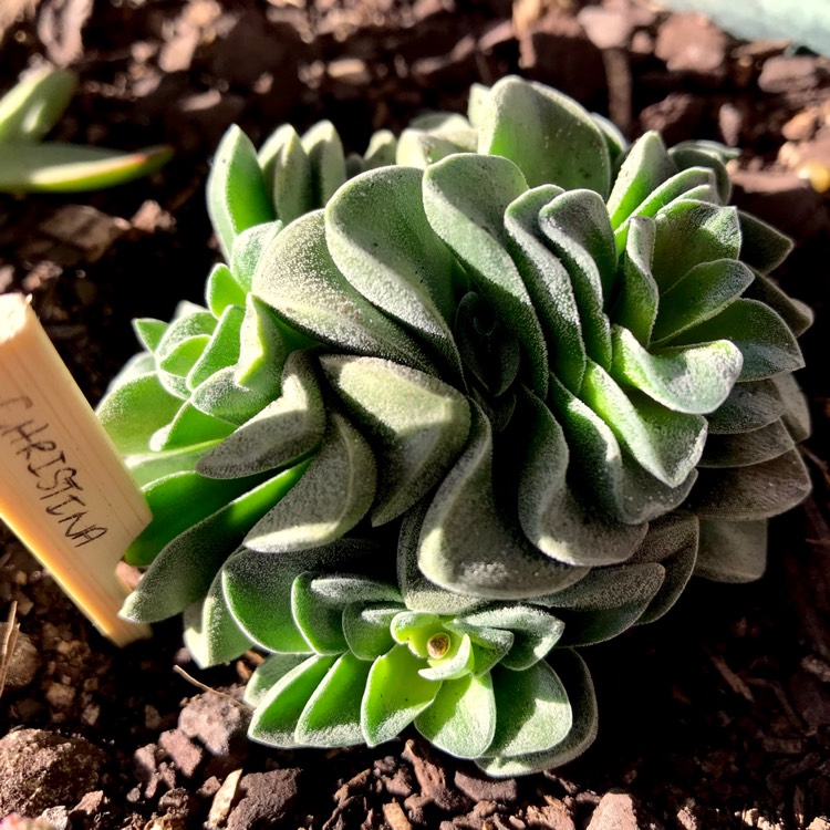 Plant image Crassula 'Christina'