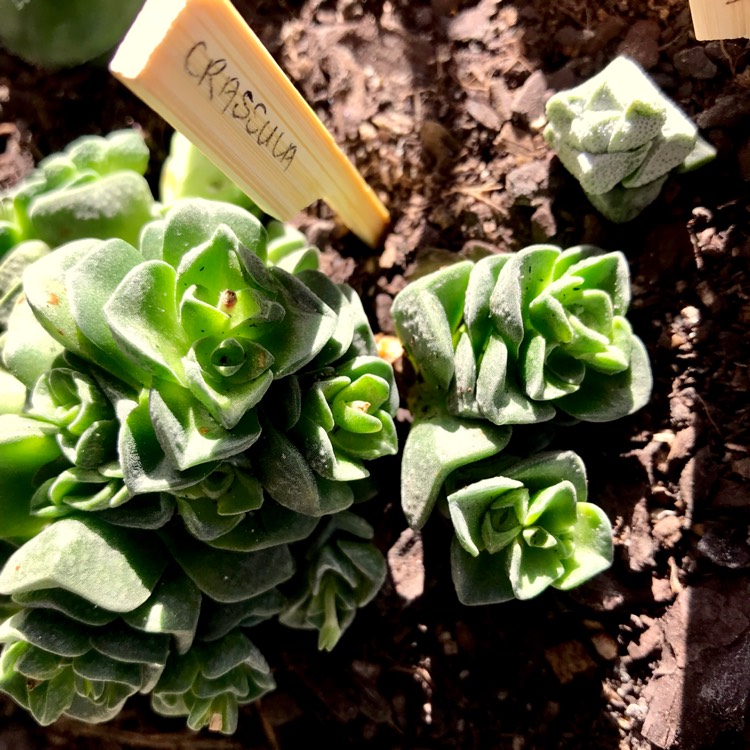 plant image 775595 plant image 775595