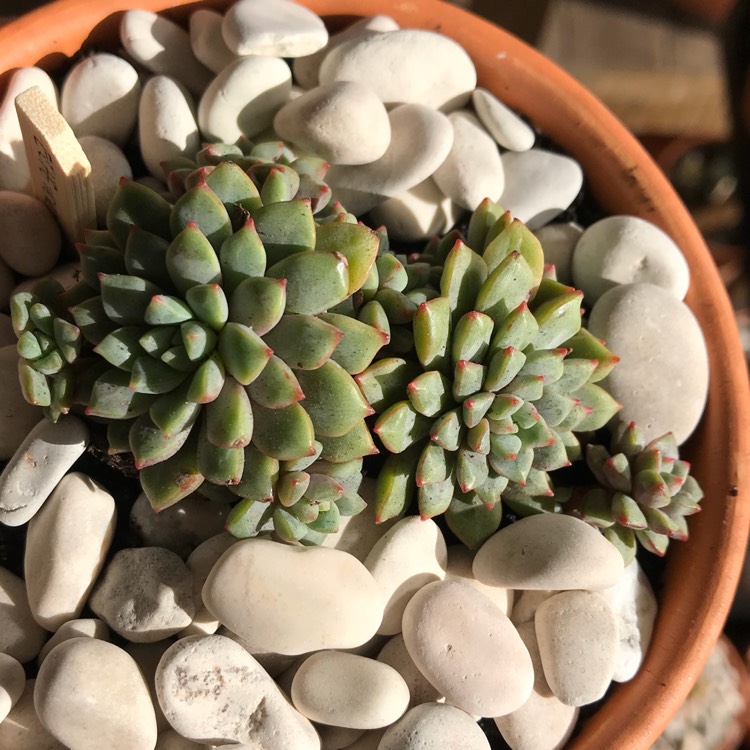 plant image 775633 plant image 775633