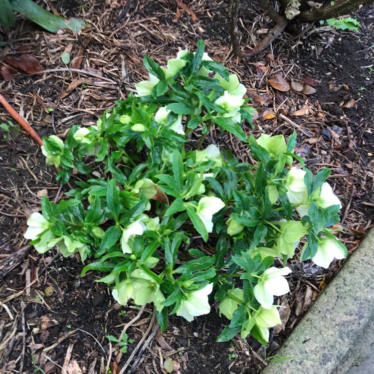 plant image 779405 plant image 779405