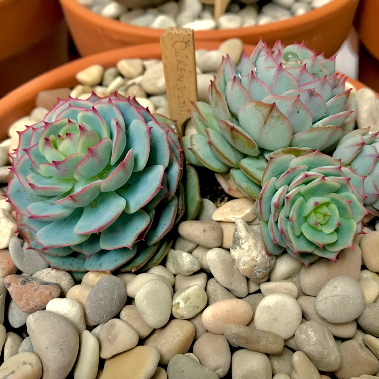 plant image 780661 plant image 780661