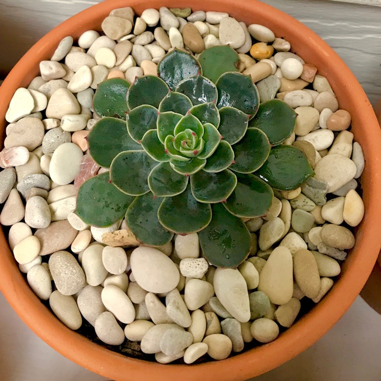 plant image 780692 plant image 780692