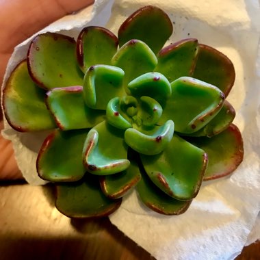 Echeveria Setosa var. Oteroi