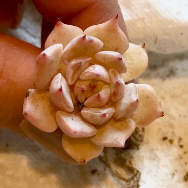 Echeveria Lunas