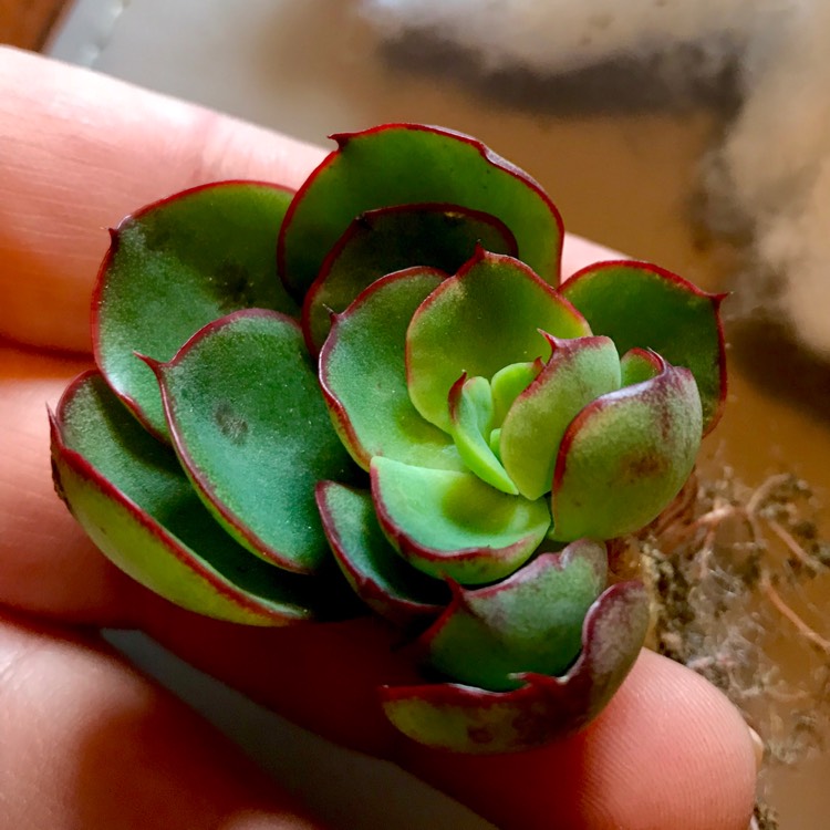 Plant image Echeveria Yangjin