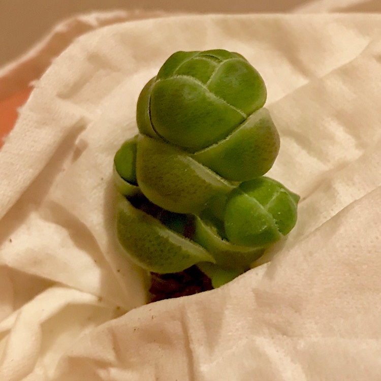 Plant image Crassula 'barklyi'