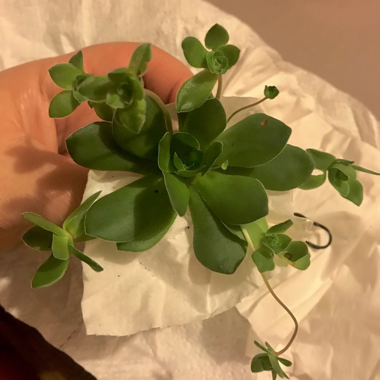 Plant image Crassula 'Orbicularis'
