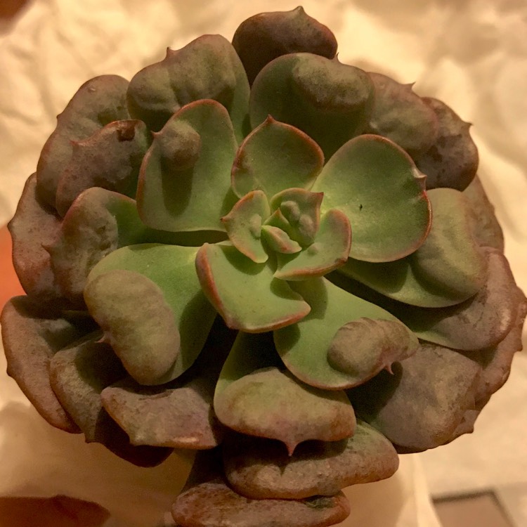 plant image 783476