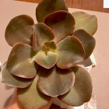 Echeveria Gingerbread