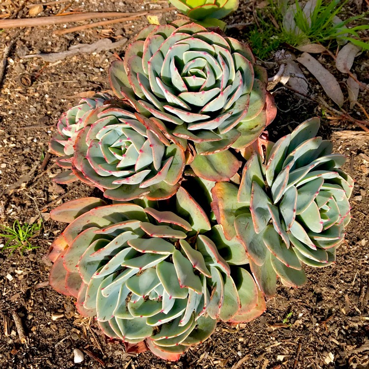 plant image 787206