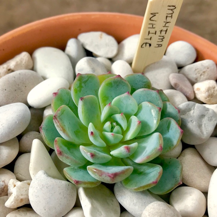 Plant image Echeveria Minima White Form