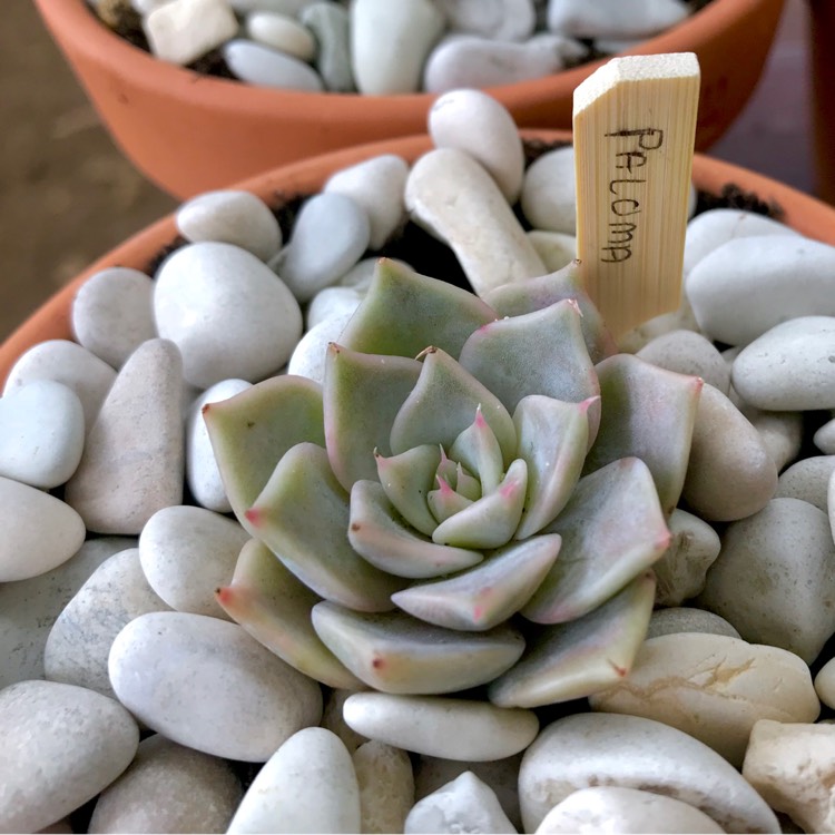 plant image 787893