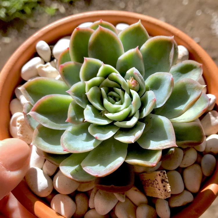plant image 788682