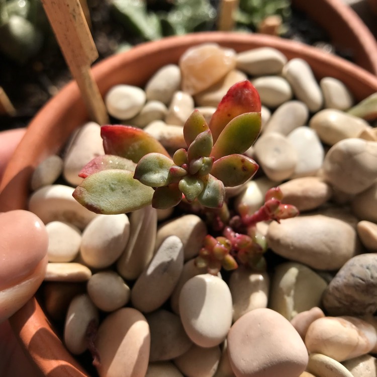 plant image 788814 plant image 788814