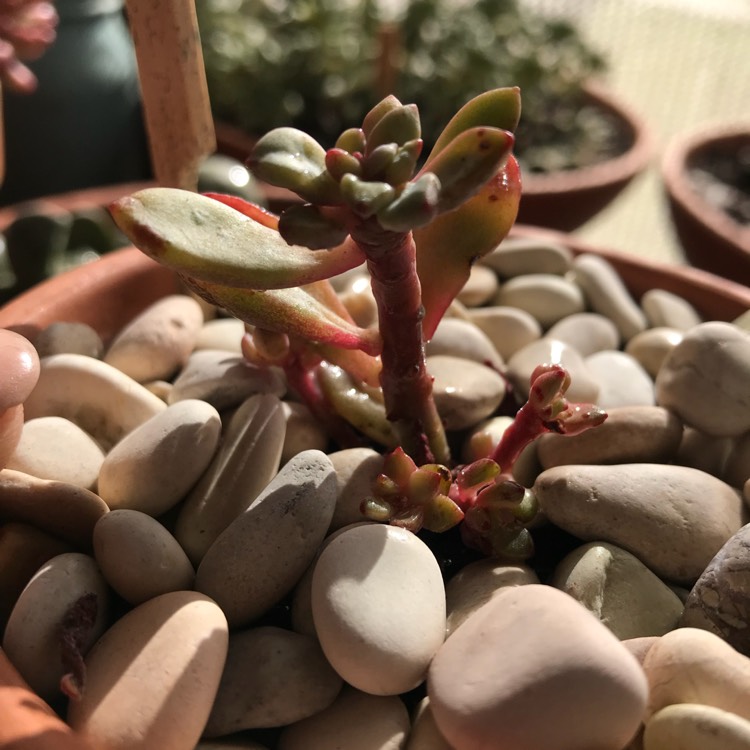 plant image 788815 plant image 788815