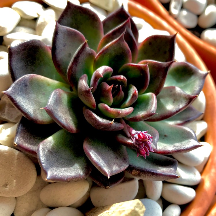 plant image 789305