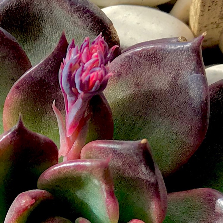 plant image 789307
