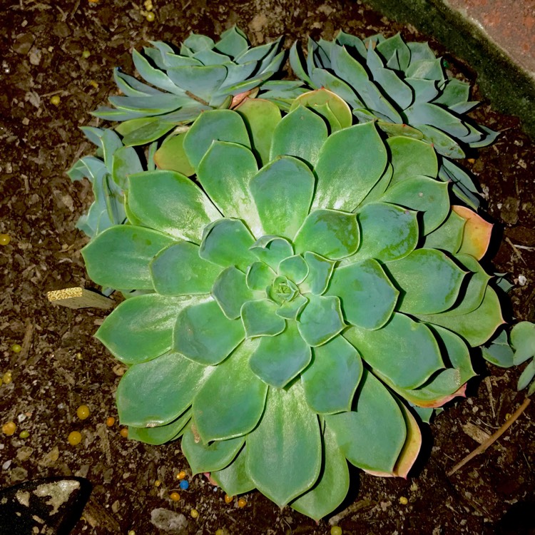 plant image 789338 plant image 789338