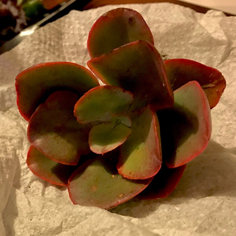 plant image 789345