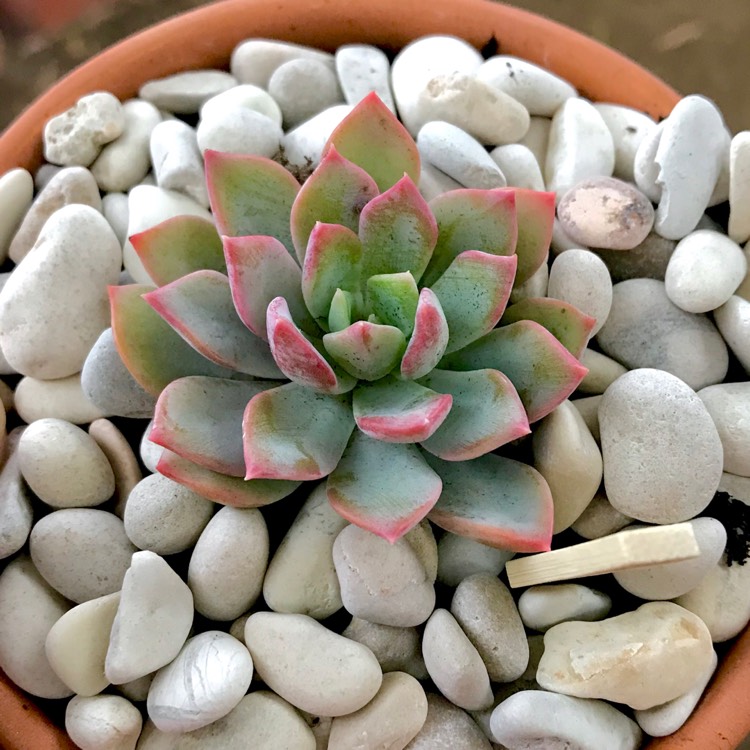 plant image 789916 plant image 789916