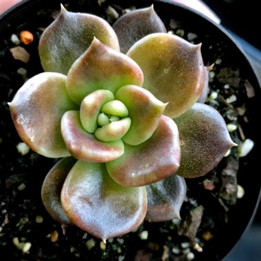 Echeveria Black Prince