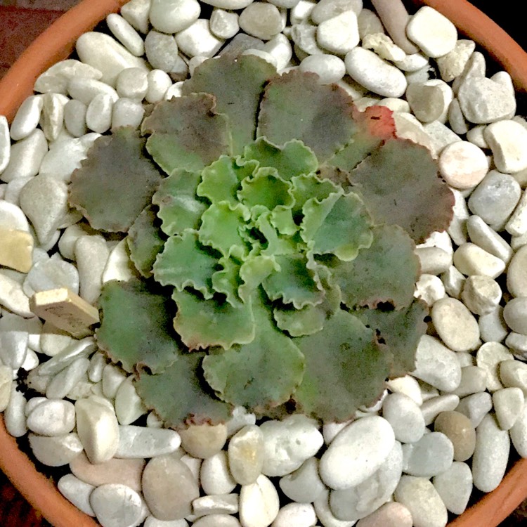 plant image 792657 plant image 792657