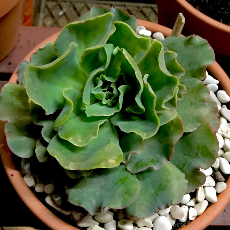 plant image 792678 plant image 792678