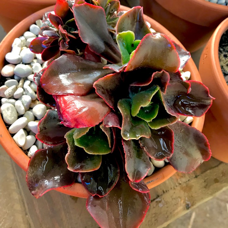 plant image 794604