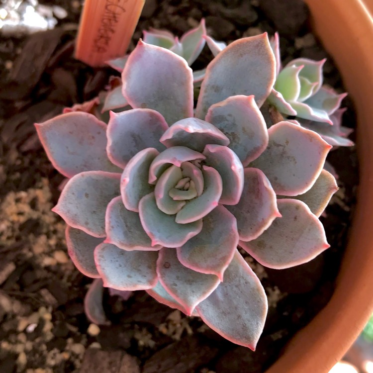 plant image 794794