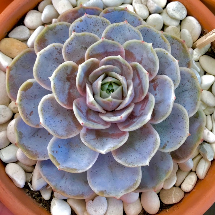 plant image 794878 plant image 794878
