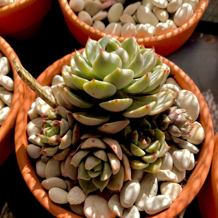 plant image 795877 plant image 795877
